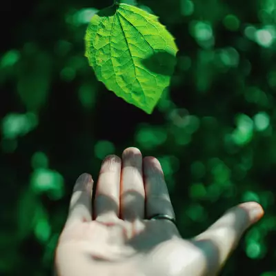 Eine handhaltende offene Hand ist im Vordergrund, während ein einzelnes grünes Blatt darüber schwebt. Im Hintergrund sind unscharfe grüne Pflanzen zu sehen, die eine natürliche Umgebung schaffen.