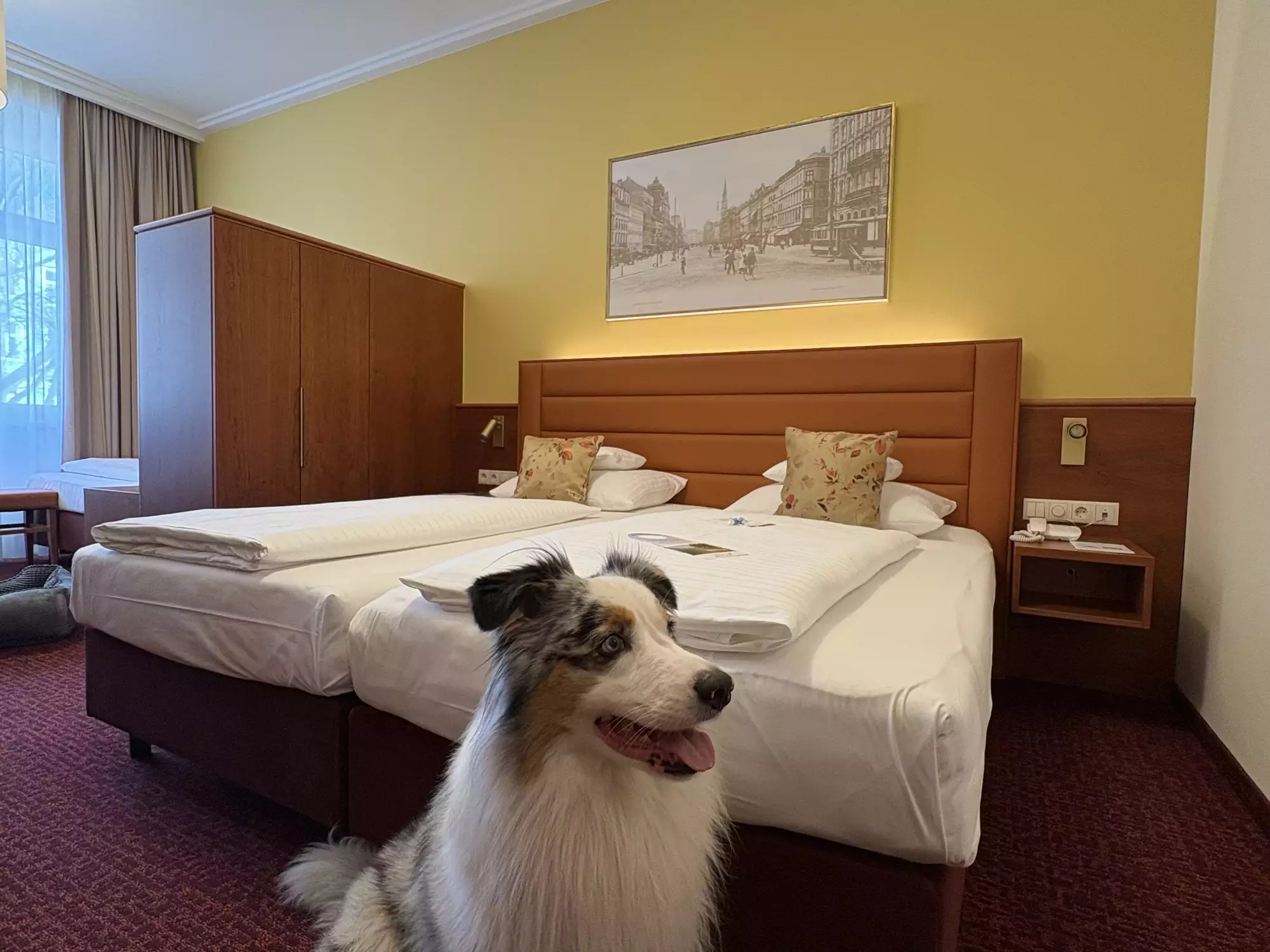 Ein Hund sitzt auf dem roten Teppich in einem Hotelzimmer mit zwei Betten. Die Wände sind gelb und ein Kunstwerk hängt über einem der Betten. Das Zimmer hat einen großen Fensterbereich mit Vorhängen und moderne Möbel.