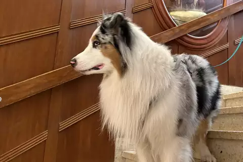 Ein Hund mit langem, grauem und weißen Fell steht auf einer Treppe. Im Hintergrund ist ein runder Spiegel und eine Holzverkleidung sichtbar. Der Hund schaut aufmerksam in eine Richtung.